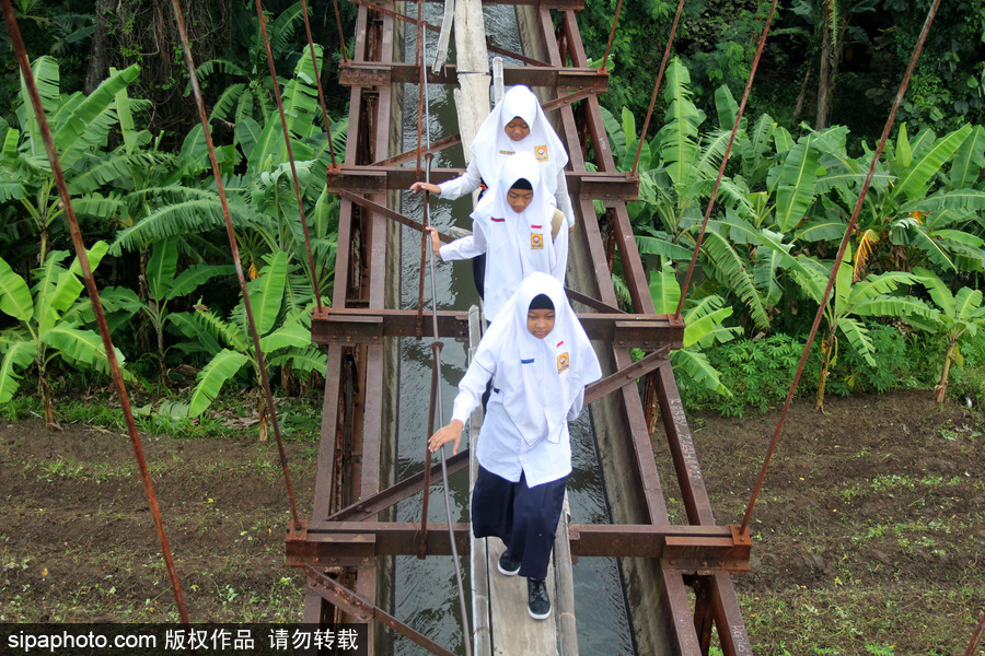 印尼學生驚險上學路 超窄木板吊橋穿叢林