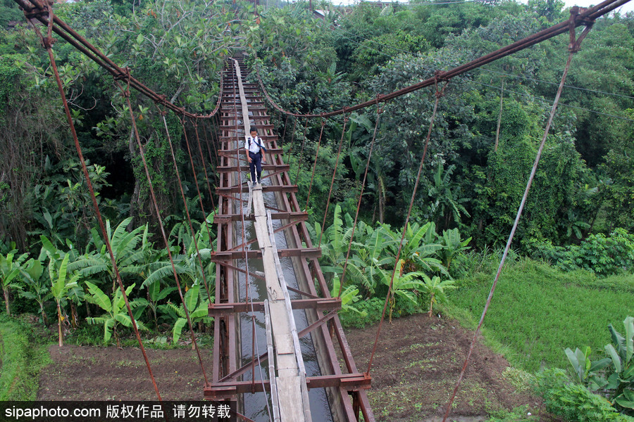 印尼學(xué)生驚險(xiǎn)上學(xué)路 超窄木板吊橋穿叢林