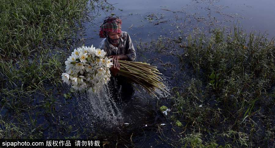 收獲“美麗” 印度昌迪普爾睡蓮豐收