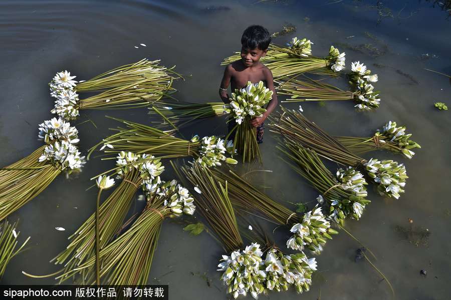 收獲“美麗” 印度昌迪普爾睡蓮豐收