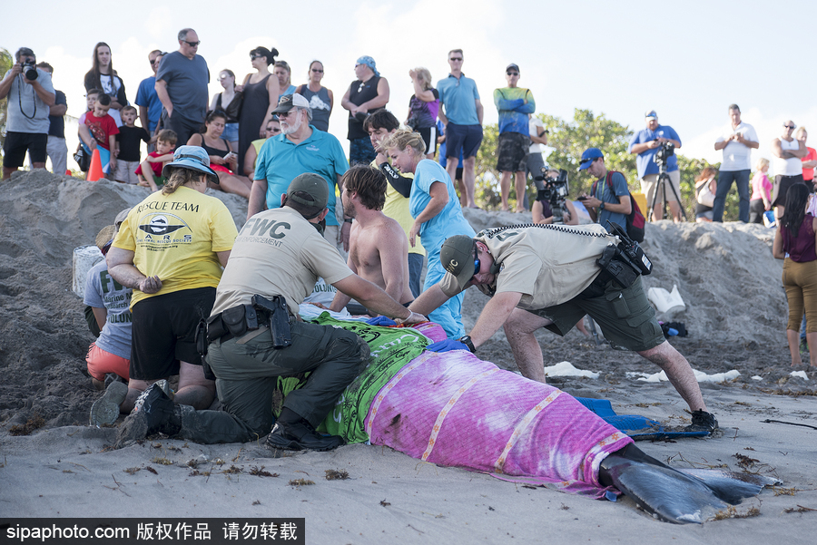 一只幼年抹香鯨擱淺美國海灘 眾人合力搶救