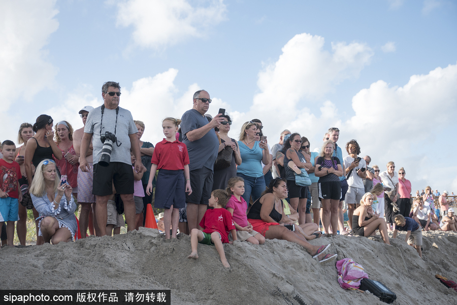 一只幼年抹香鯨擱淺美國海灘 眾人合力搶救