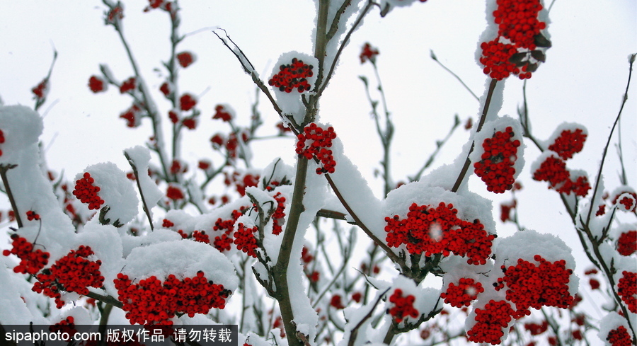 自然合奏曲！俄羅斯伊凡諾沃初冬皚皚白雪干凈純粹