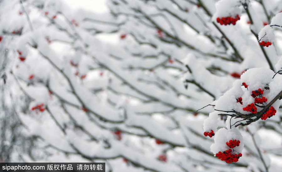 自然合奏曲！俄羅斯伊凡諾沃初冬皚皚白雪干凈純粹