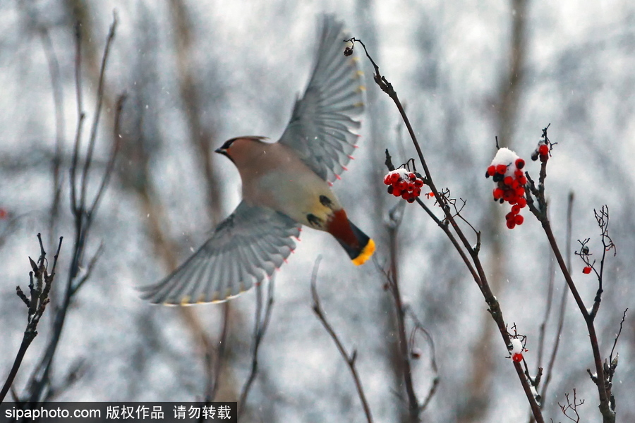 自然合奏曲！俄羅斯伊凡諾沃初冬皚皚白雪干凈純粹