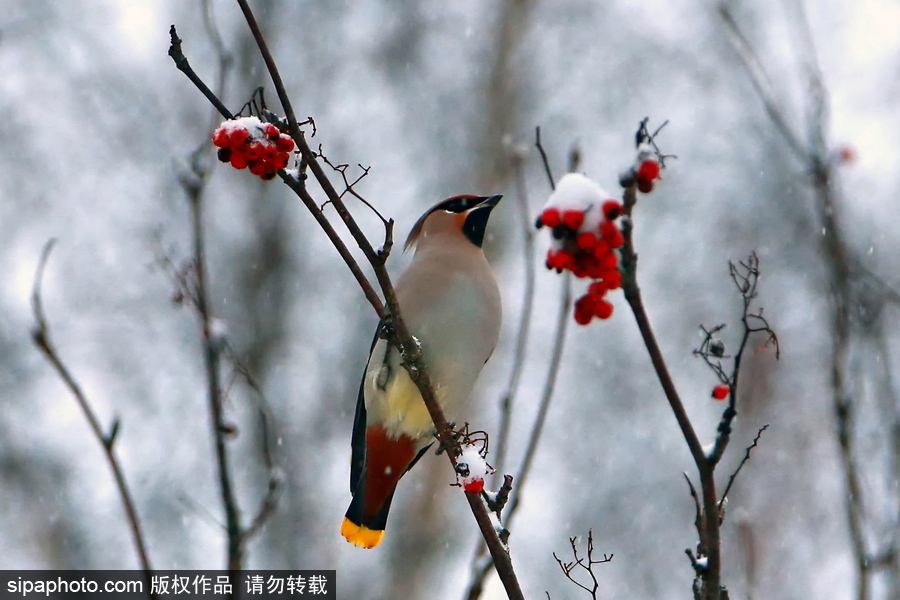 自然合奏曲！俄羅斯伊凡諾沃初冬皚皚白雪干凈純粹