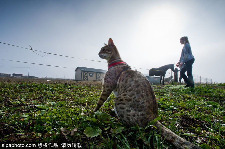 喵屆大長(zhǎng)腿！ 世界最高的貓咪總身高48公分