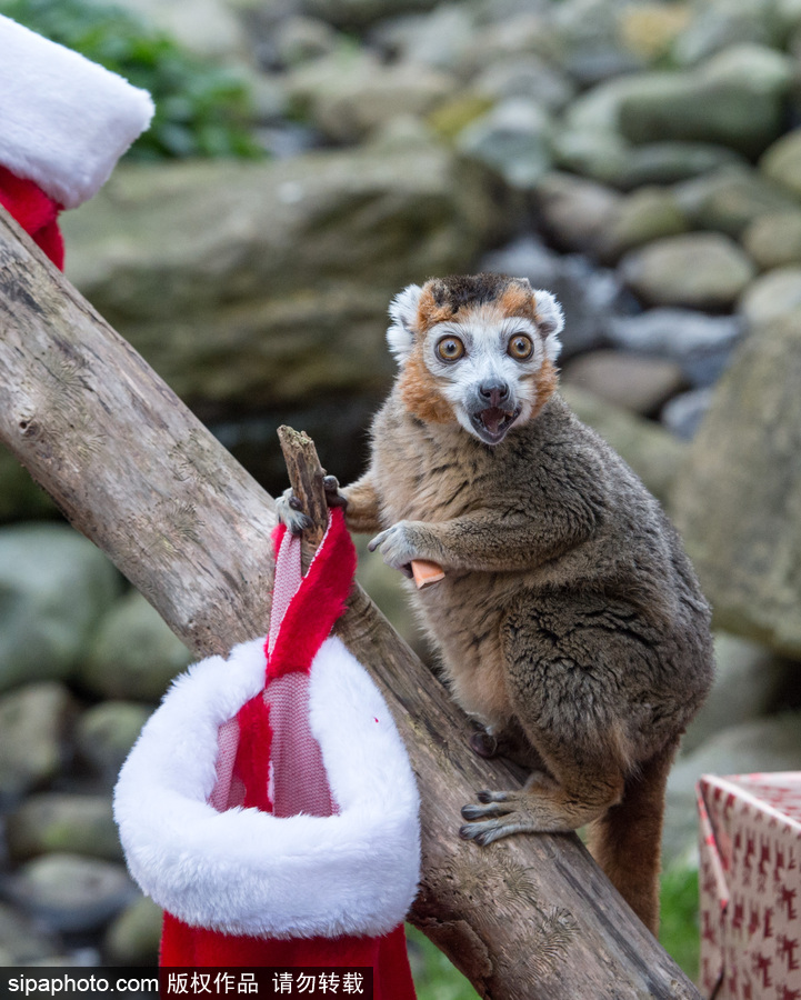 英國布里斯托動物園迎接圣誕節(jié) 動物喜獲“圣誕老人”禮物