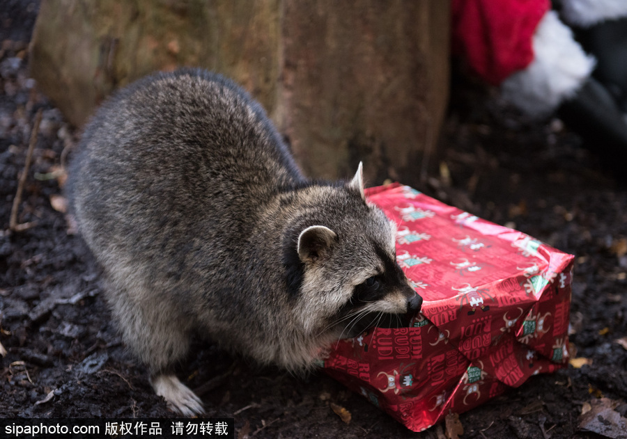 英國布里斯托動物園迎接圣誕節(jié) 動物喜獲“圣誕老人”禮物