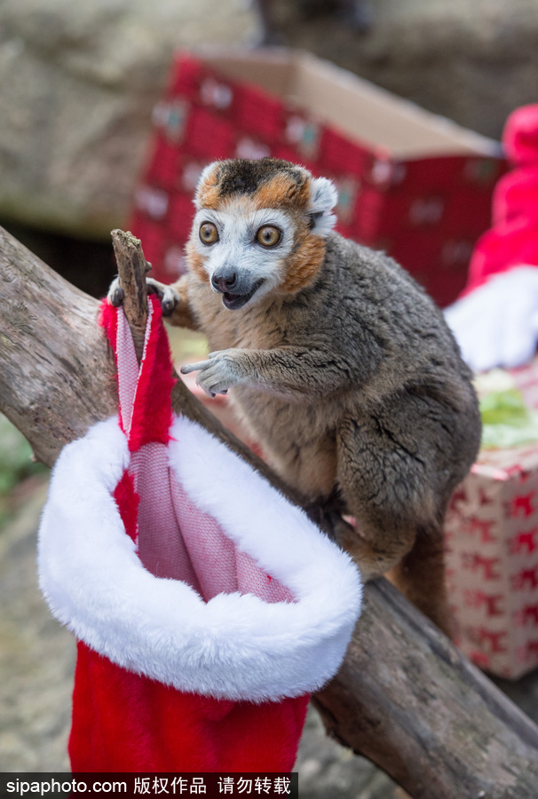 英國布里斯托動物園迎接圣誕節(jié) 動物喜獲“圣誕老人”禮物