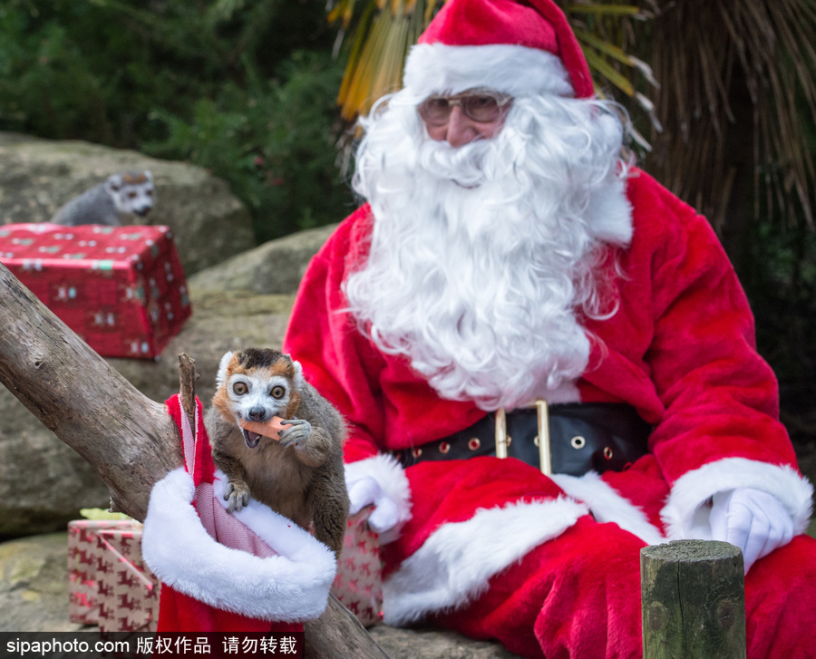 英國布里斯托動物園迎接圣誕節(jié) 動物喜獲“圣誕老人”禮物