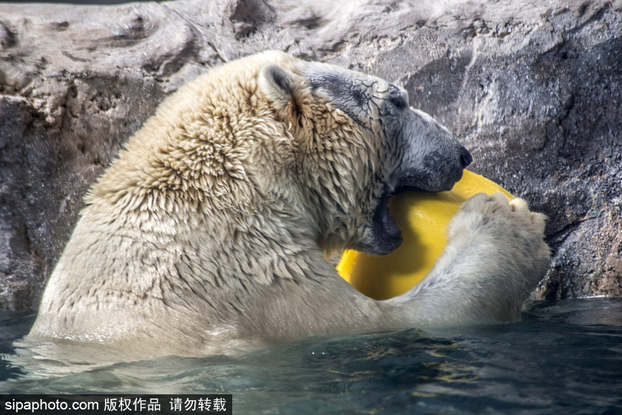 探訪巴西水族館中的北極熊 水中嬉戲玩耍萌態(tài)畢露