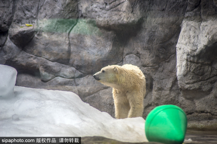 探訪巴西水族館中的北極熊 水中嬉戲玩耍萌態(tài)畢露