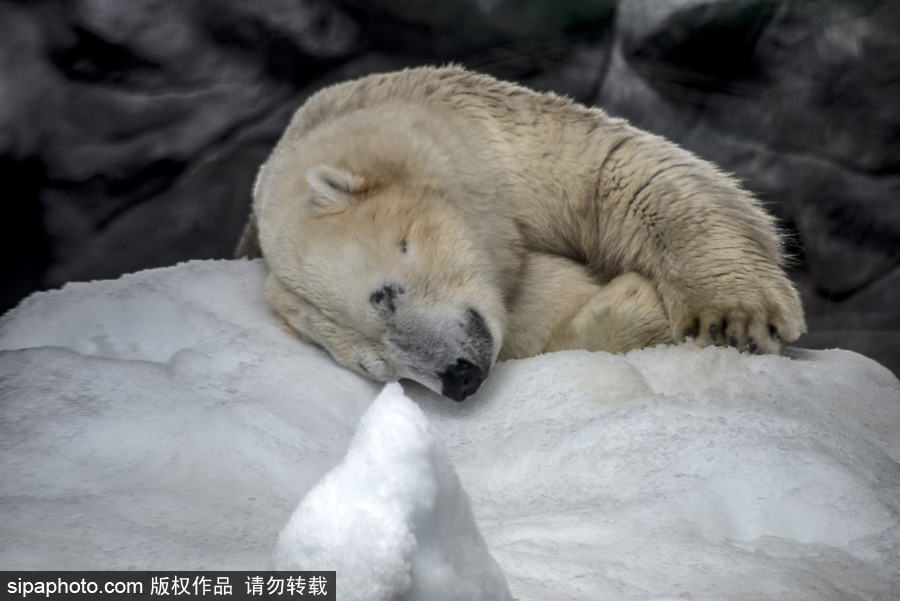 探訪巴西水族館中的北極熊 水中嬉戲玩耍萌態(tài)畢露