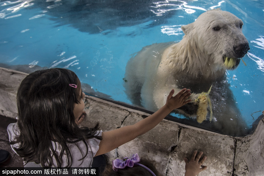 探訪巴西水族館中的北極熊 水中嬉戲玩耍萌態(tài)畢露