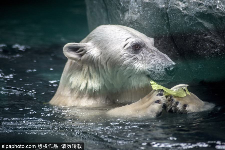 探訪巴西水族館中的北極熊 水中嬉戲玩耍萌態(tài)畢露