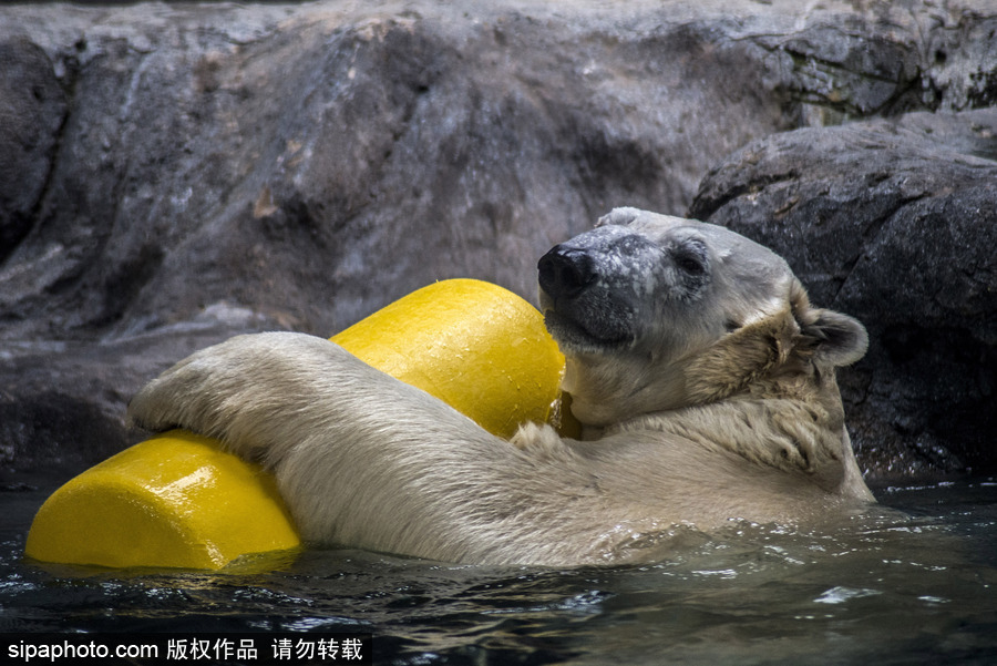 探訪巴西水族館中的北極熊 水中嬉戲玩耍萌態(tài)畢露