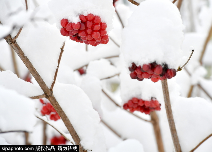 生活在冰雪童話之中 白俄羅斯鄉(xiāng)村冬雪覆蓋