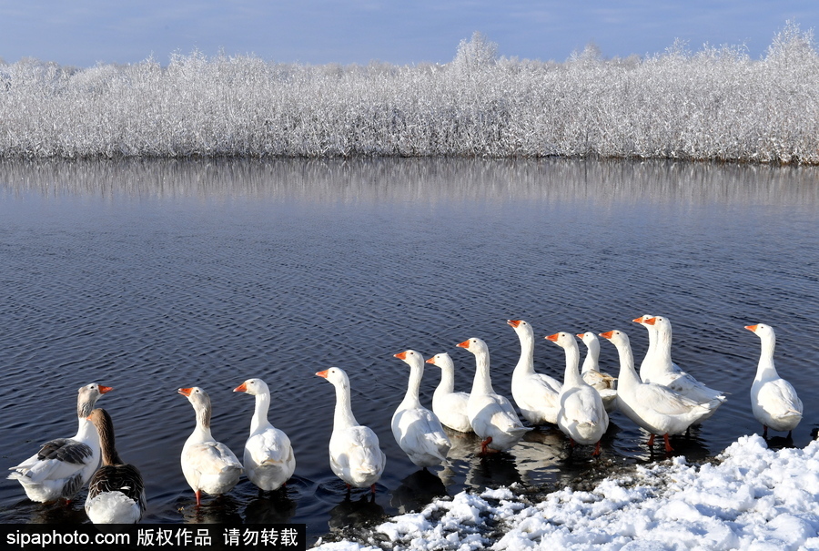 生活在冰雪童話之中 白俄羅斯鄉(xiāng)村冬雪覆蓋