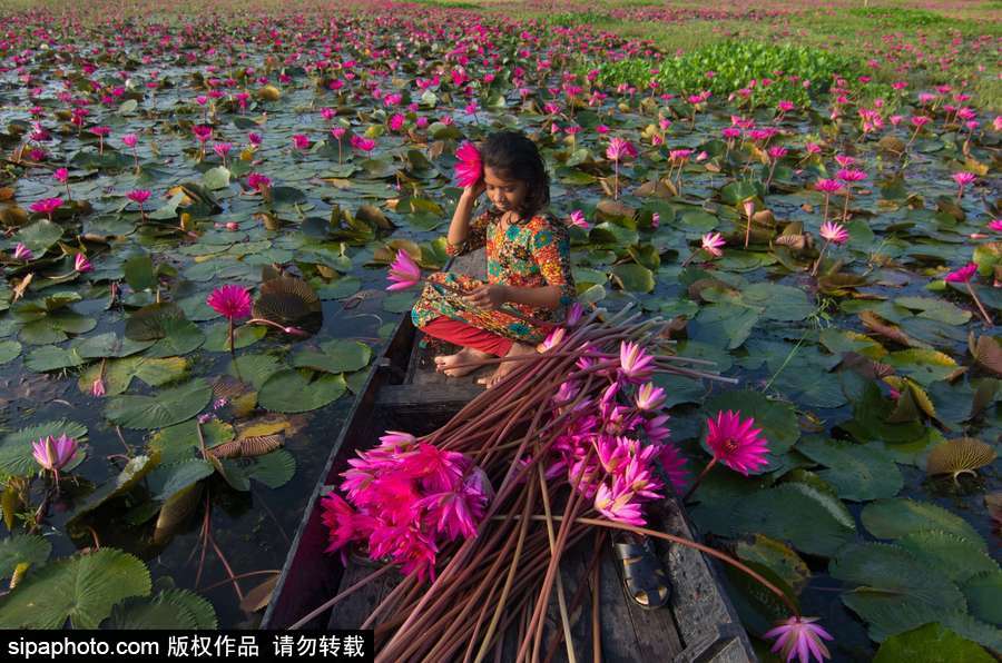 孟加拉國“睡蓮水道” 徜徉花海景象絕美