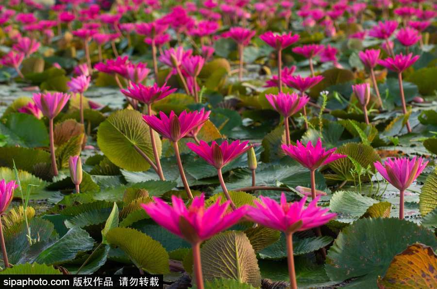 孟加拉國(guó)“睡蓮水道” 徜徉花海景象絕美