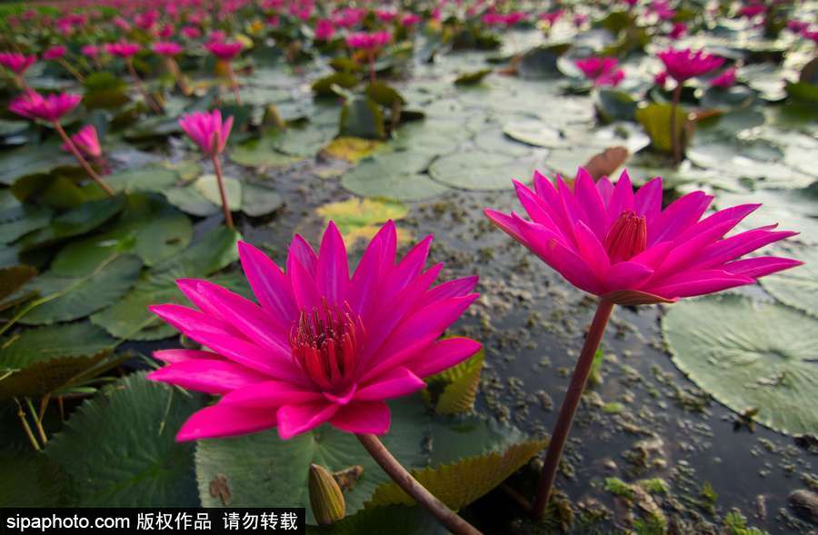 孟加拉國(guó)“睡蓮水道” 徜徉花海景象絕美