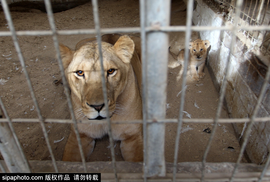 加沙一動物園瀕臨倒閉 無奈出售獅子