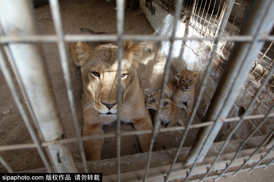 加沙一動物園瀕臨倒閉 無奈出售獅子