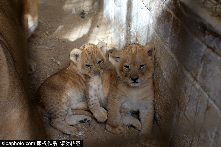 加沙一動(dòng)物園瀕臨倒閉 無奈出售獅子