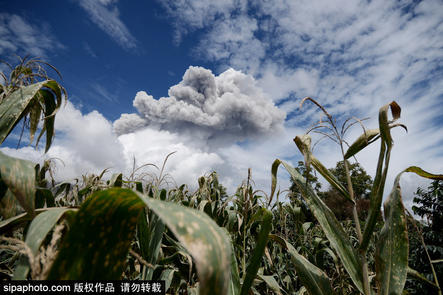 印尼錫納朋火山持續(xù)噴發(fā) 煙霧遮天蔽日