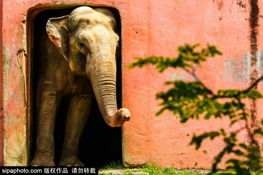 南美洲的微型動物世界 探訪巴西索羅卡巴動物園