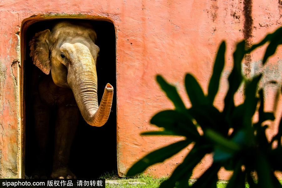 南美洲的微型動(dòng)物世界 探訪巴西索羅卡巴動(dòng)物園