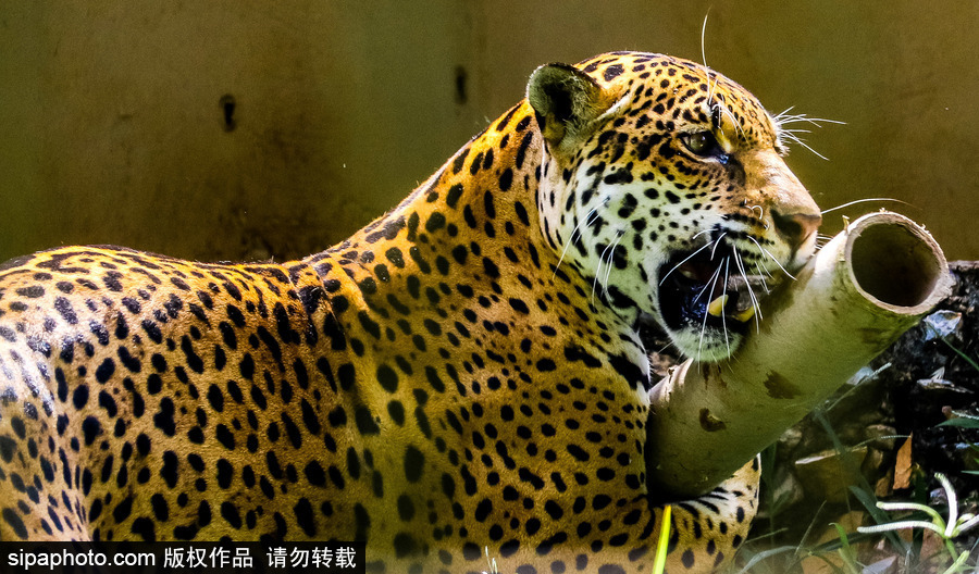 南美洲的微型動物世界 探訪巴西索羅卡巴動物園