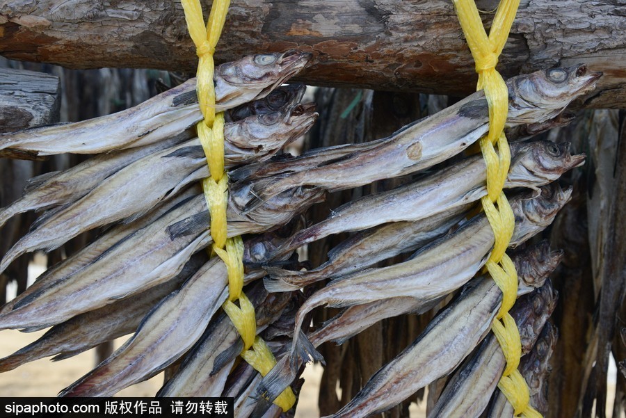 2018平昌冬奧會(huì)：場(chǎng)館外晾曬干鱈魚 場(chǎng)面壯觀