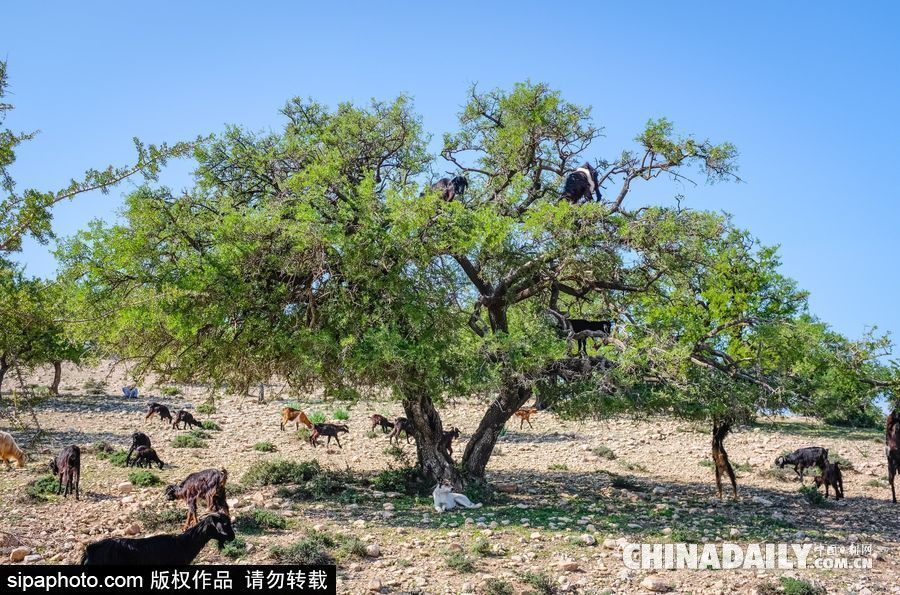 山羊也能上樹？摩洛哥羊爬堅果樹吃果實