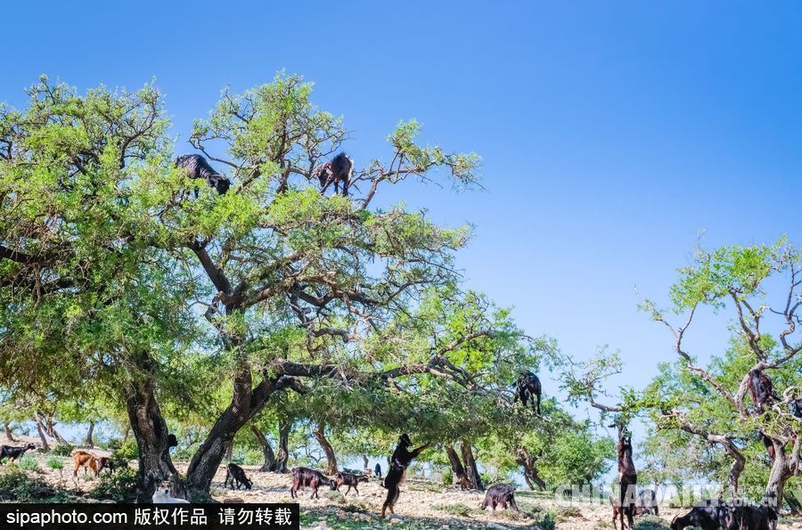 山羊也能上樹？摩洛哥羊爬堅果樹吃果實