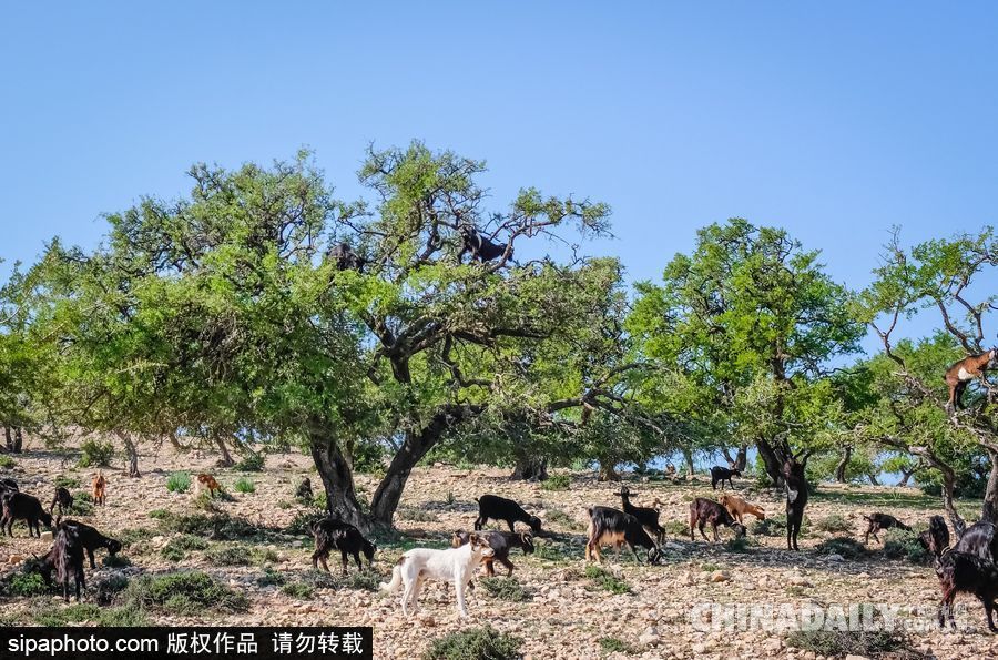 山羊也能上樹？摩洛哥羊爬堅果樹吃果實