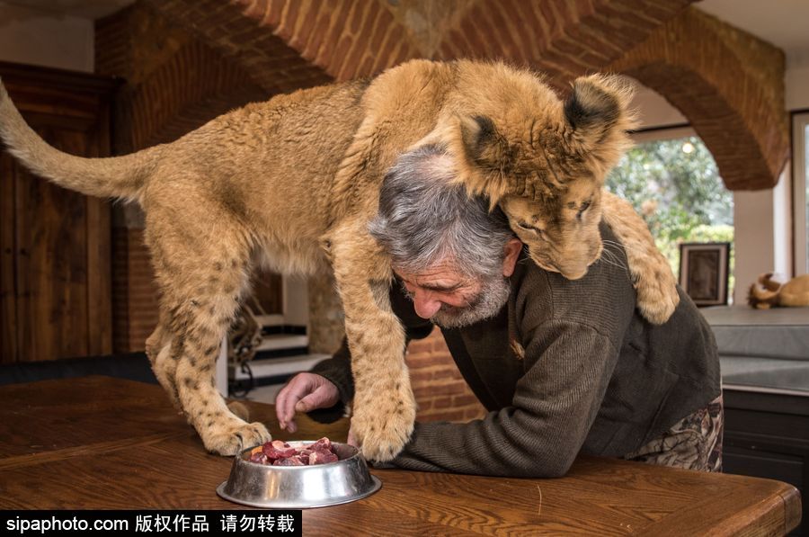 法國(guó)夫妻養(yǎng)獅子幼崽 恩愛(ài)日常令人艷羨