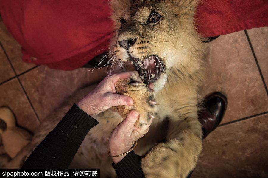 法國夫妻養(yǎng)獅子幼崽 恩愛日常令人艷羨