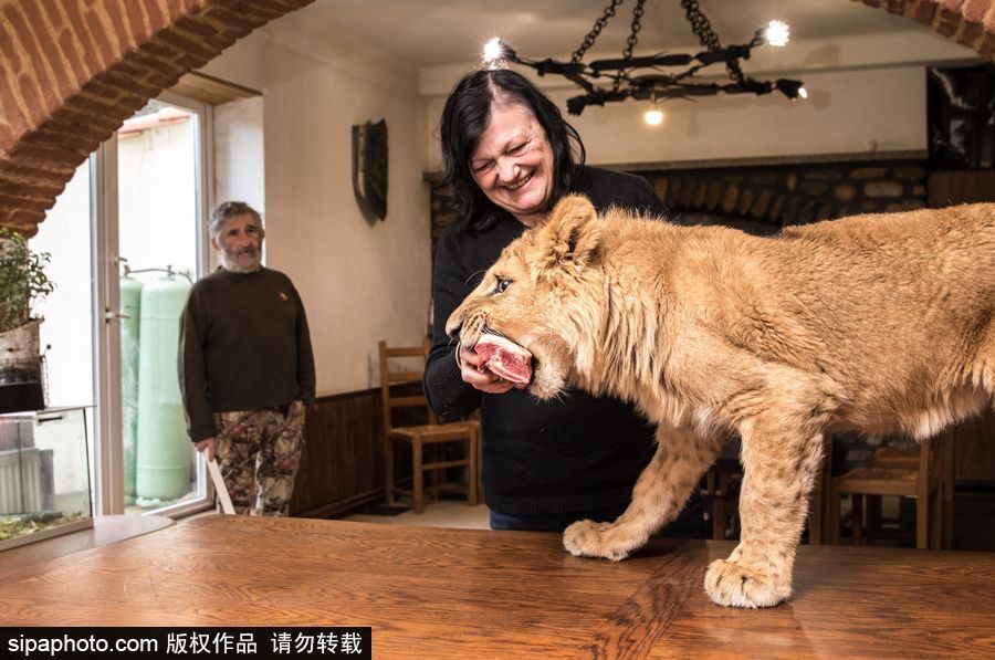 法國(guó)夫妻養(yǎng)獅子幼崽 恩愛(ài)日常令人艷羨