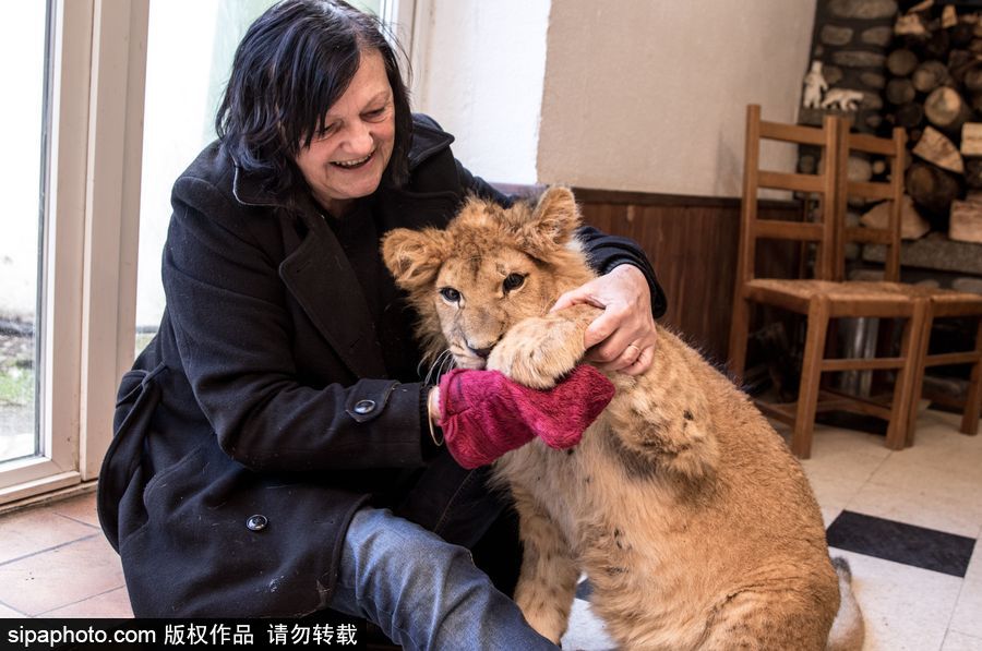 法國(guó)夫妻養(yǎng)獅子幼崽 恩愛日常令人艷羨