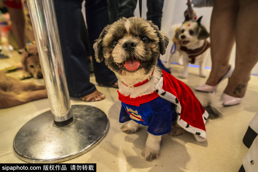 狗狗也扮靚 巴西圣保羅舉辦萌犬服裝比賽