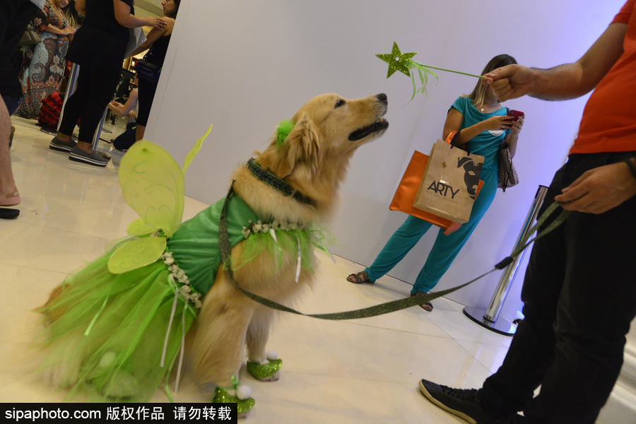 狗狗也扮靚 巴西圣保羅舉辦萌犬服裝比賽