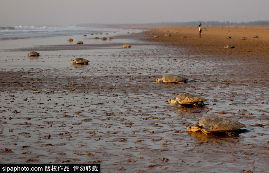 印度海灘現(xiàn)大批欖蠵龜 點(diǎn)狀排列刨沙產(chǎn)卵