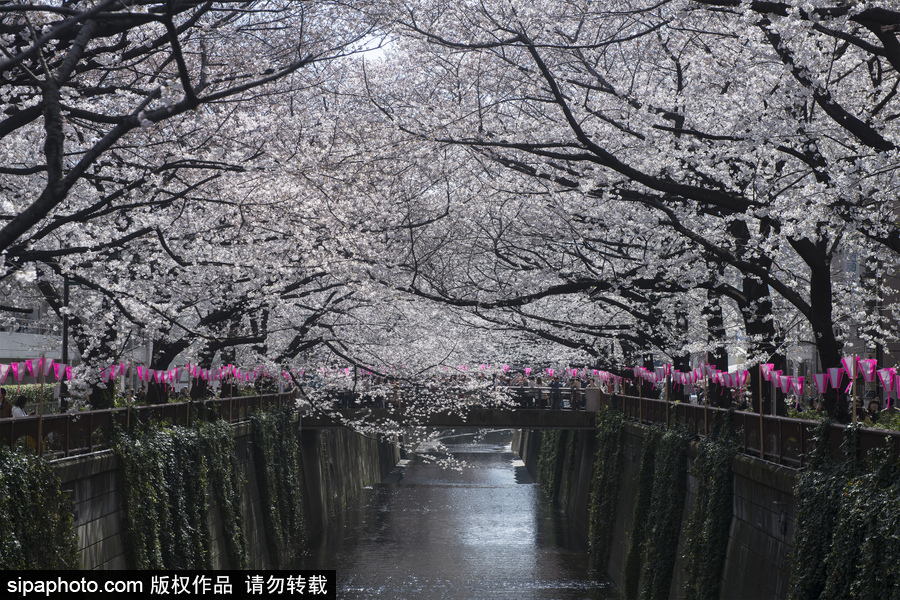 日本東京迎來(lái)櫻花季 民眾賞櫻自拍