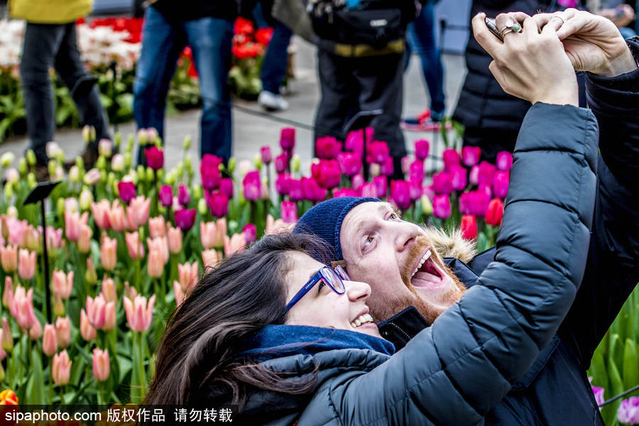 荷蘭利瑟郁金香花盛開 民眾爭(zhēng)先自拍合影