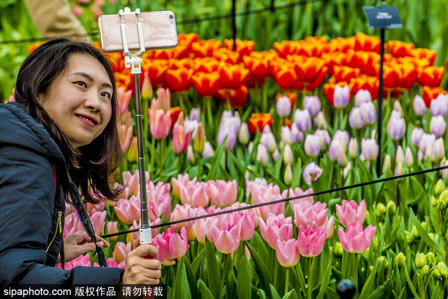 荷蘭利瑟郁金香花盛開(kāi) 民眾爭(zhēng)先自拍合影