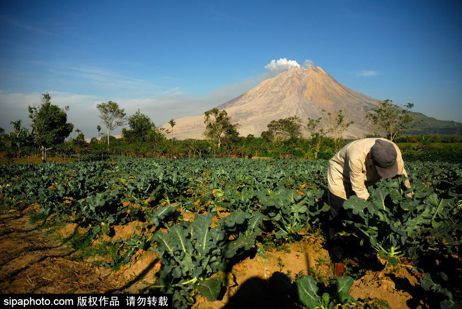 印尼錫納朋火山暫時(shí)趨于平緩 農(nóng)民菜田淡定勞作