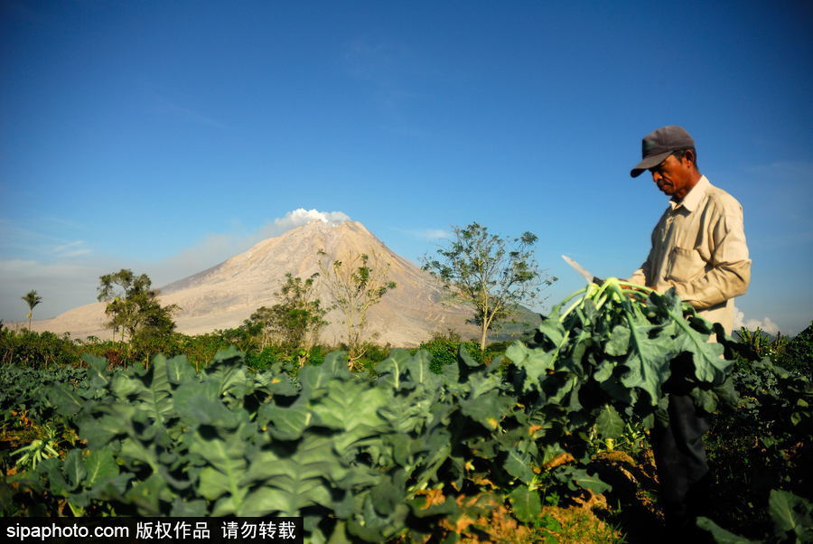 印尼錫納朋火山暫時趨于平緩 農(nóng)民菜田淡定勞作