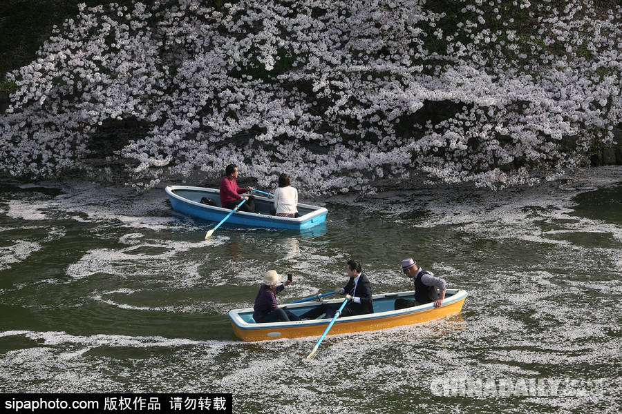 日本東京千鳥淵公園櫻花盛開 民眾泛舟小湖賞櫻如仙境